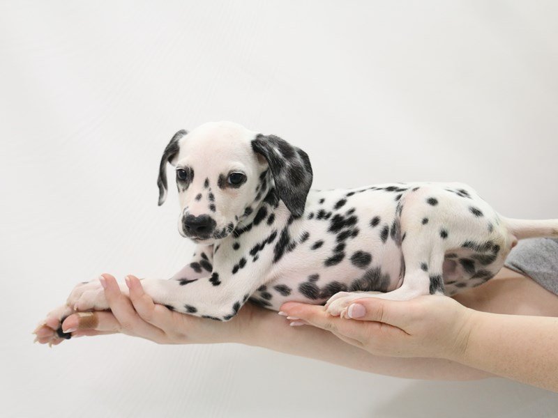 Dalmatian-Male-White-3305864-My Next Puppy