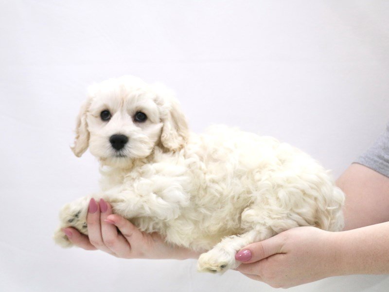 Cock A Poo-Male-Cream-3349707-My Next Puppy