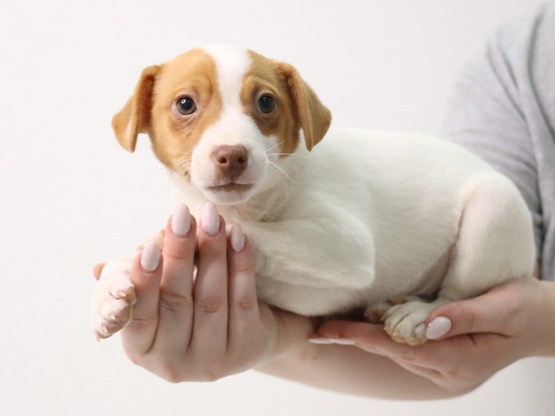 Jack Russell Terrier-Male-White-3413615-My Next Puppy