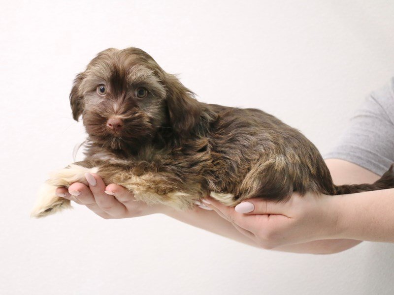 Havanese-Male-Chocolate Sabled Gold-3413634-My Next Puppy