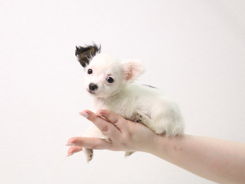 Chihuahua-Male-Black / Tan-3413642-My Next Puppy