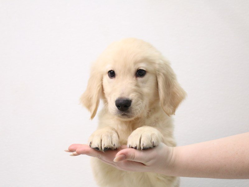 Golden Retriever-Male-Golden-3423115-My Next Puppy