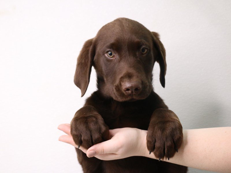 Labrador Retriever-Male-Chocolate-3433754-My Next Puppy