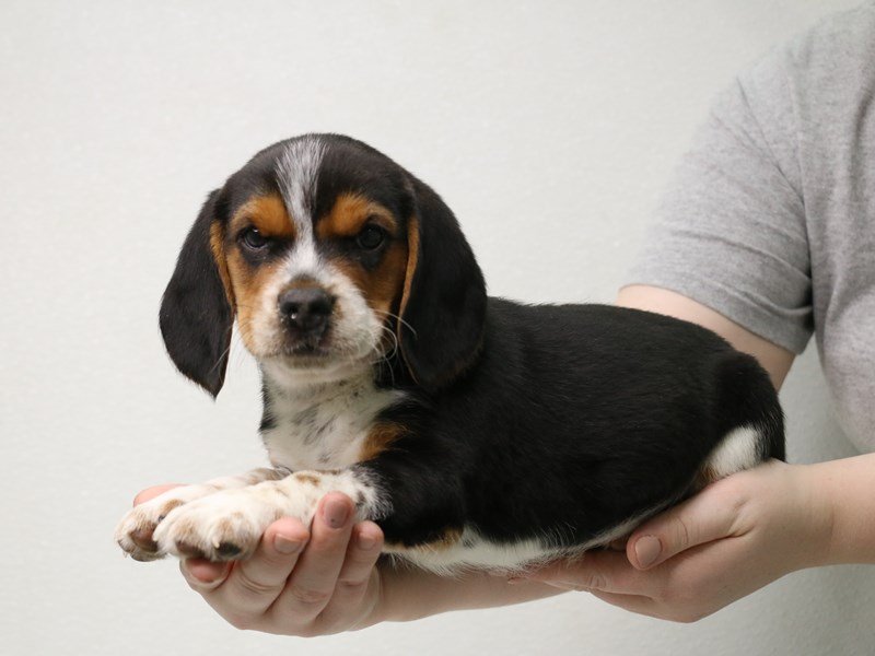 Beagle-Male-Black White / Tan-3433764-My Next Puppy