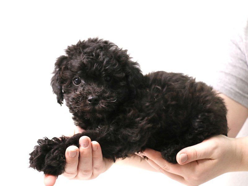 Miniature Poodle-Male-Apricot-3433766-My Next Puppy