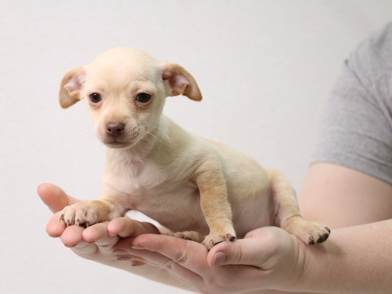 Chihuahua-Male-Cream-3433773-My Next Puppy