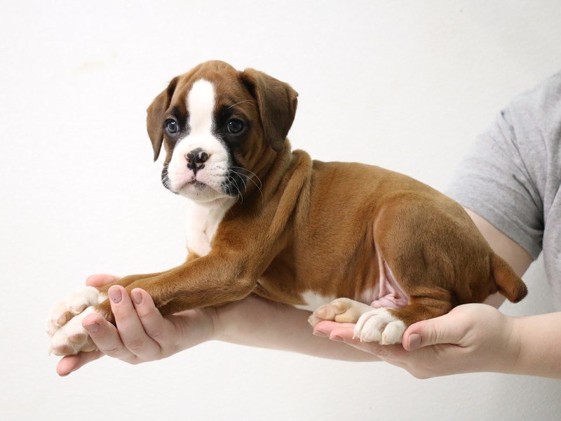 Boxer-Male-Fawn / White-3436989-My Next Puppy