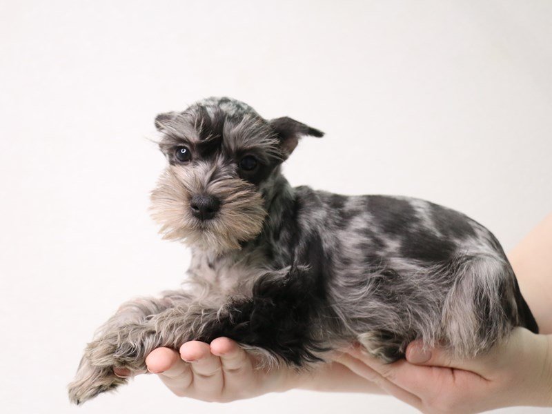 Miniature Schnauzer-Female-Blue Merle-3433710-My Next Puppy