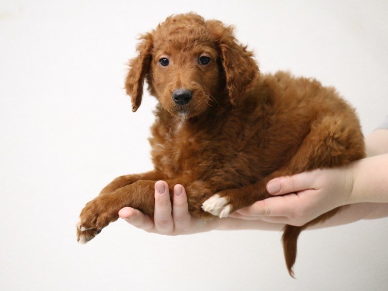 2nd Generation Goldendoodle-DOG-Male-Red-3433715-My Next Puppy