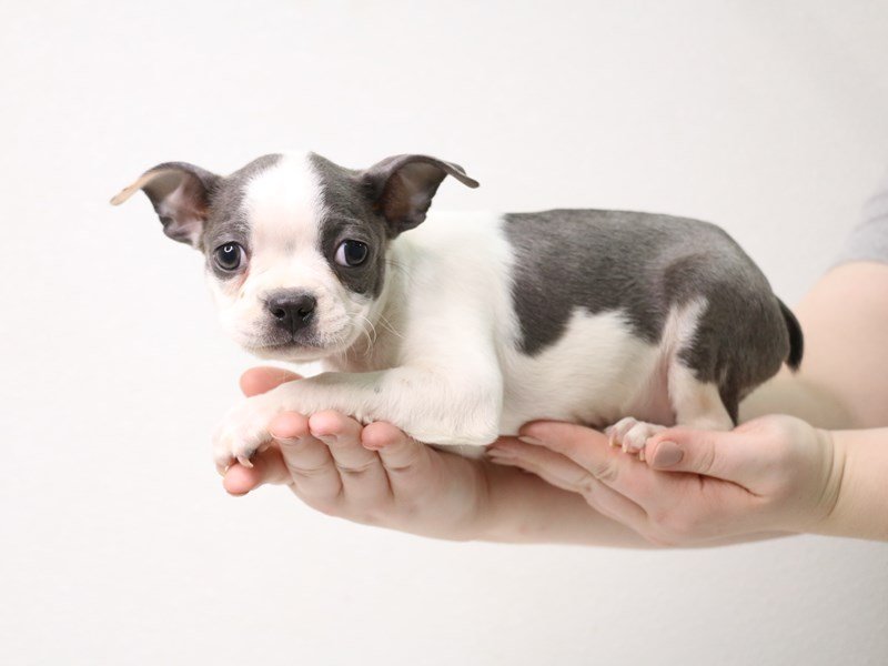 Boston Terrier-Female-Blue / White-3433718-My Next Puppy