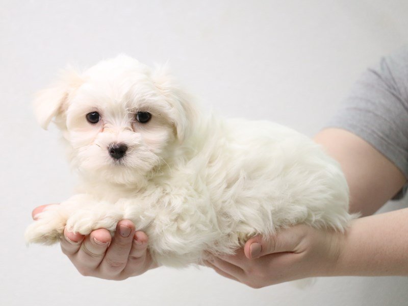 Maltese-Male-White-3433787-My Next Puppy