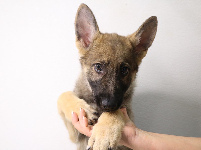 German Shepherd-Male--3413652-My Next Puppy