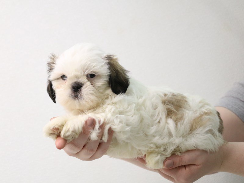 Shih Tzu-Male-Gold / White-3433782-My Next Puppy