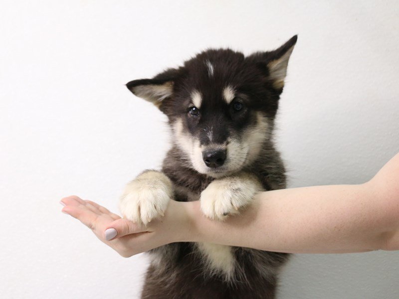 Alaskan Malamute-Male-Black / White-3442306-My Next Puppy