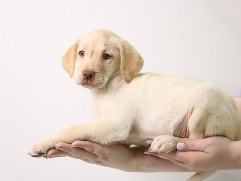 Labrador Retriever-Female-Yellow-3442297-My Next Puppy