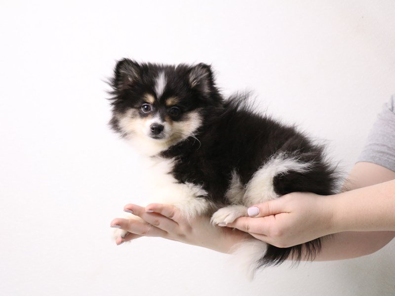 Pomeranian-Male-Black / White-3442300-My Next Puppy