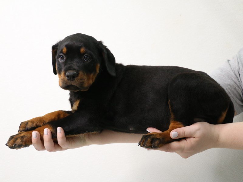 Rottweiler-Female-Black / Mahogany-3442303-My Next Puppy