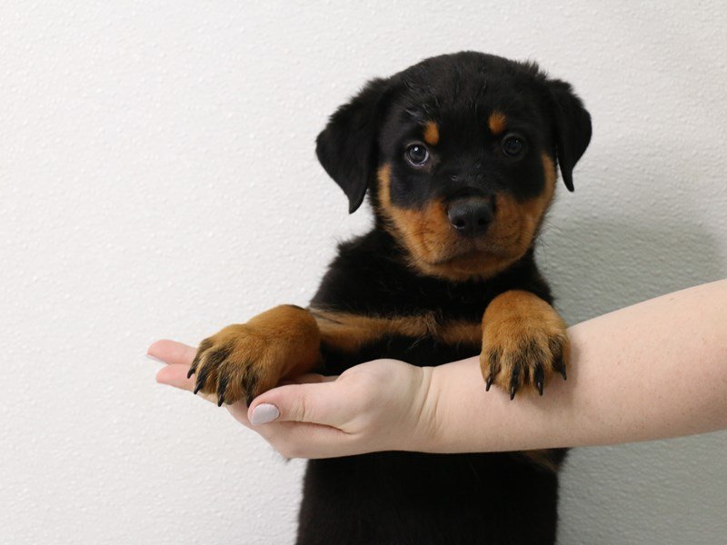 Rottweiler-Male-Black / Mahogany-3442305-My Next Puppy