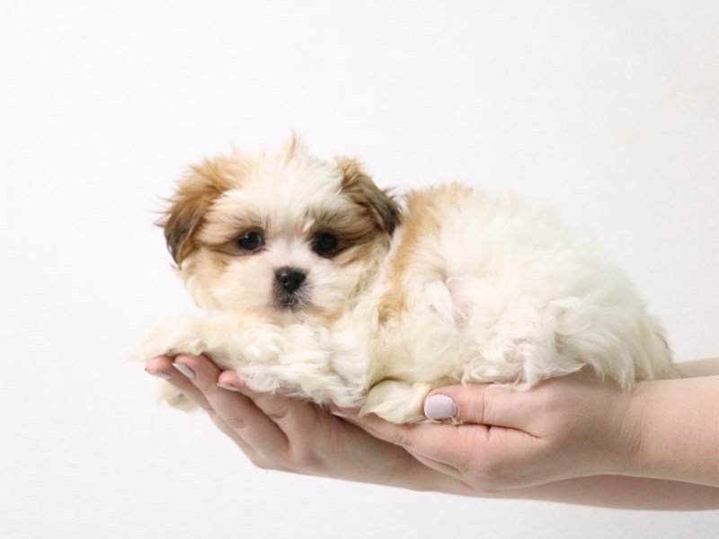 Teddy Bear-Female-White / Gold-3442301-My Next Puppy