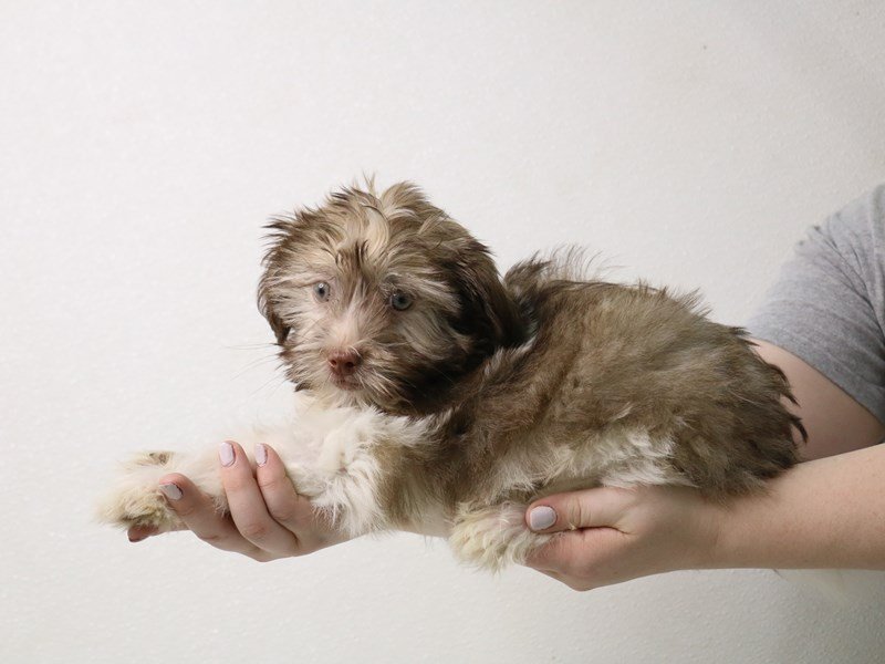Havanese-Male-Chocolate Sabled Gold-3413636-My Next Puppy