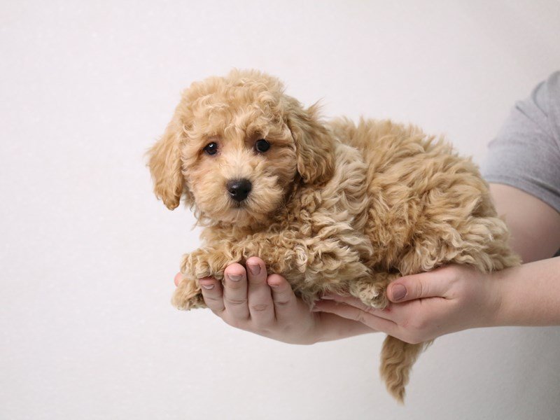 Maltipoo-DOG-Male-Cream-3452021-My Next Puppy