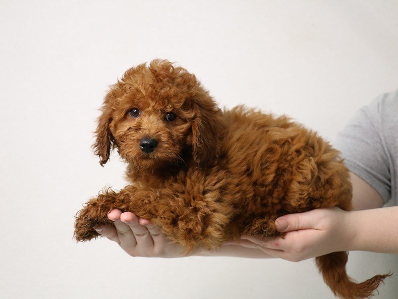 Miniature Goldendoodle-Female-Dark Red-3452012-My Next Puppy