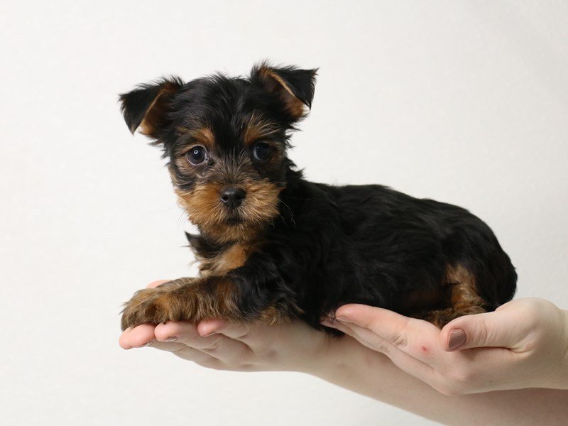 Yorkshire Terrier – Taquito