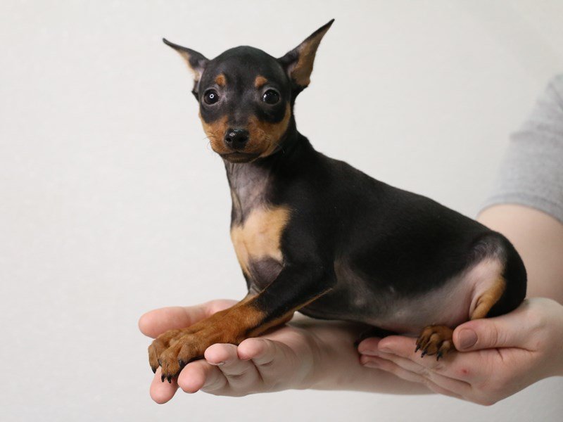 Miniature Pinscher-Male-Black / Rust-3452010-My Next Puppy