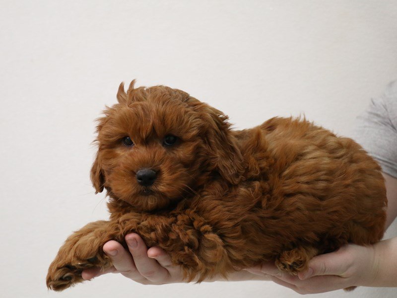 Miniature Goldendoodle-Male-Red-3473867-My Next Puppy