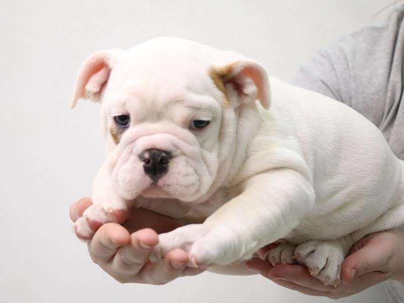 Victorian Bulldog-Female-White-3473868-My Next Puppy