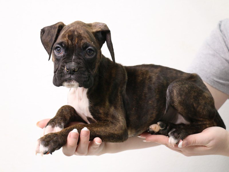 Boxer-DOG-Male-Brindle-3485126-My Next Puppy