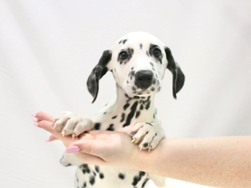 Dalmatian-DOG-Female-White / Black-3340351-My Next Puppy