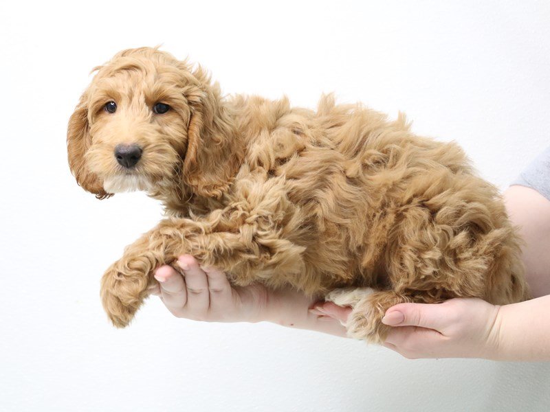 Goldendoodle Mini 2nd Gen-DOG-Male-Dark Golden-3396047-My Next Puppy