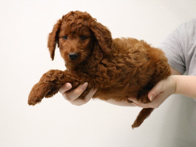Goldendoodle-Female-Red-3423133-My Next Puppy