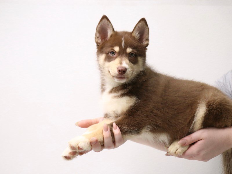 Pomsky-DOG-Female-Chocolate / Tan-3423134-My Next Puppy