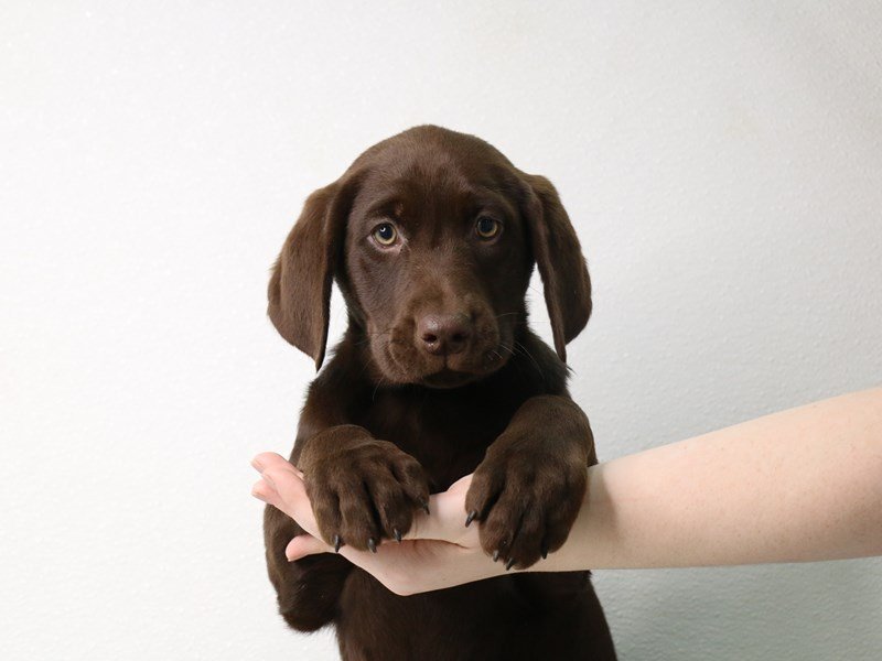 Labrador Retriever-DOG-Female-Chocolate-3433753-My Next Puppy