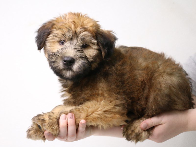 Soft Coated Wheaten Terrier-DOG-Male-Wheaten-3433756-My Next Puppy