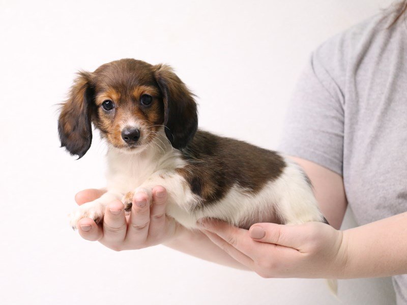 Miniature Dachshund-DOG-Male-Wild Boar-3433771-My Next Puppy