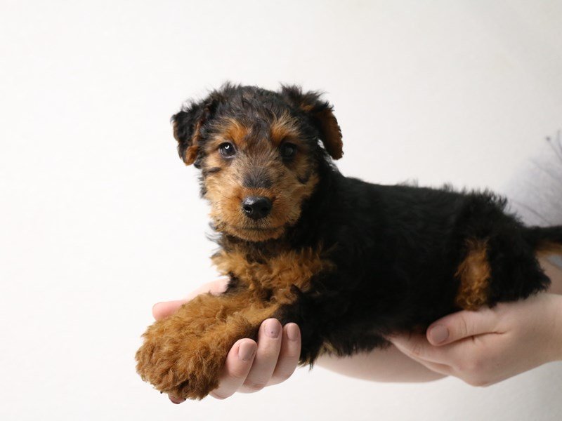 Welsh Terrier-Male-Black / Tan-3433784-My Next Puppy