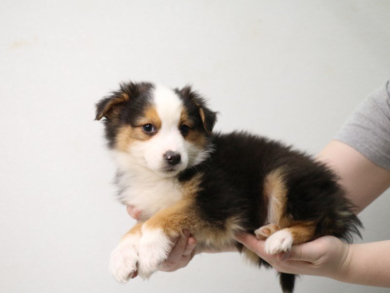 Miniature Australian Shepherd-DOG-Male-Black-3433711-My Next Puppy