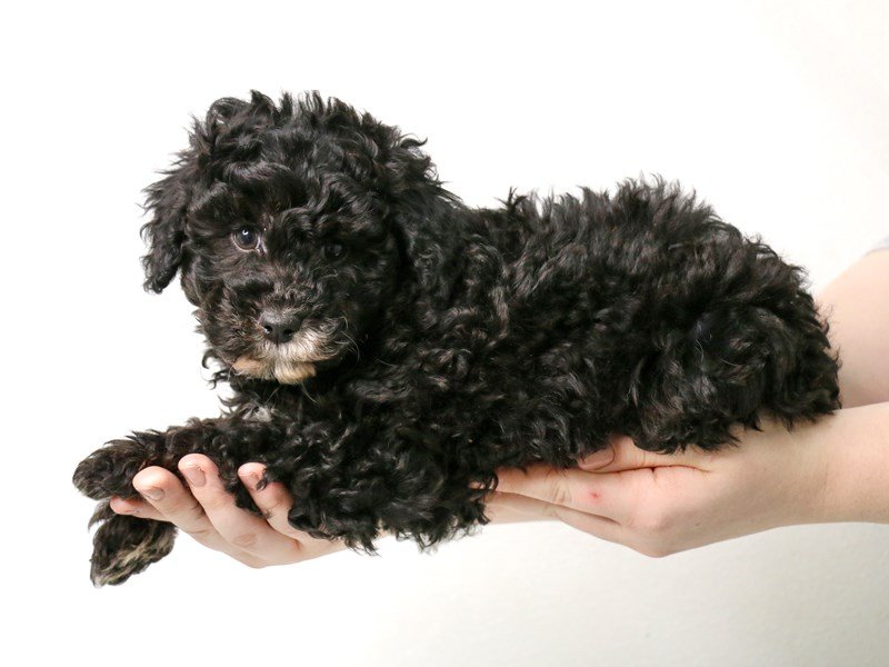 Poodle-Male-Black-3452025-My Next Puppy