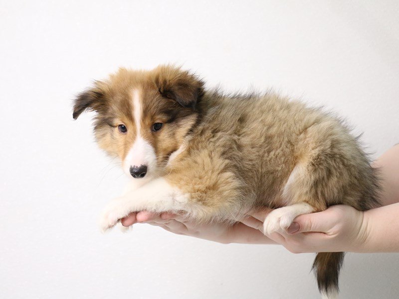 Shetland Sheepdog-DOG-Male-Sable / White-3452058-My Next Puppy