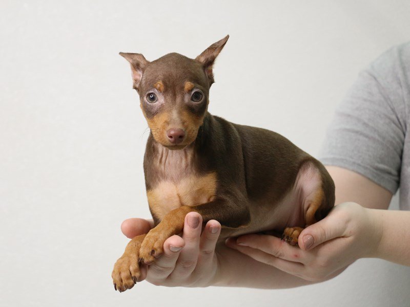 Miniature Pinscher-DOG-Male-Chocolate / Rust-3452008-My Next Puppy