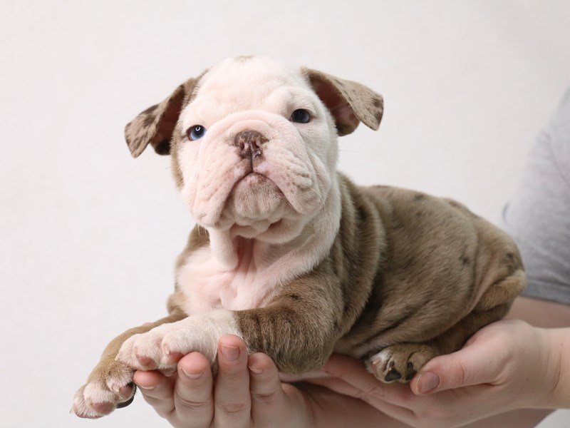 English Bulldog-DOG-Female-Chocolate Merle-3462946-My Next Puppy