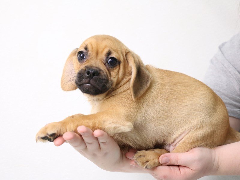 Puggle-Male-Red-3452816-My Next Puppy