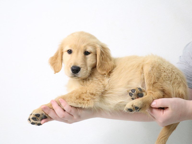 Golden Retriever-DOG-Female-Golden-3462950-My Next Puppy