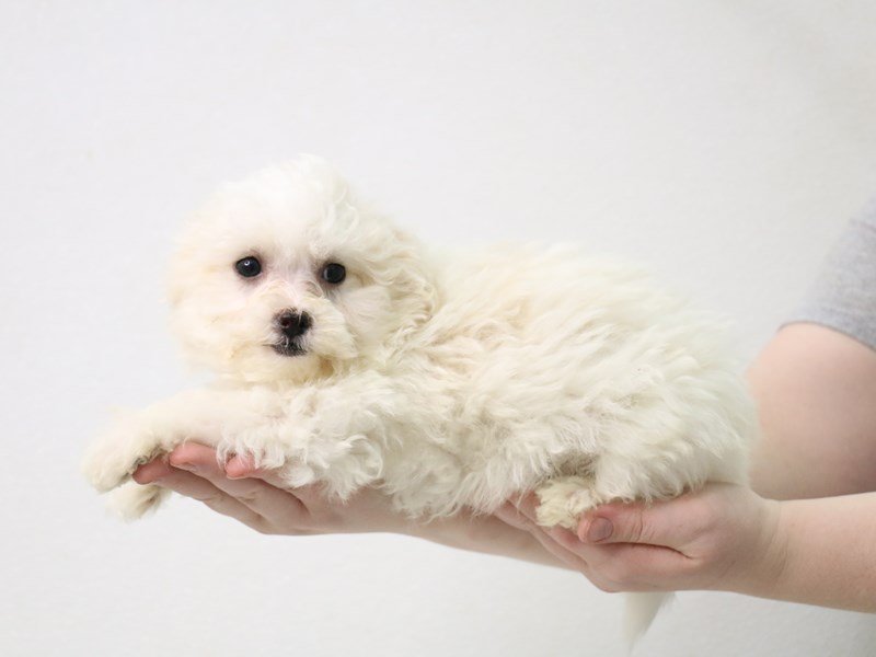 Maltipoo-DOG-Female-Cream-3473881-My Next Puppy