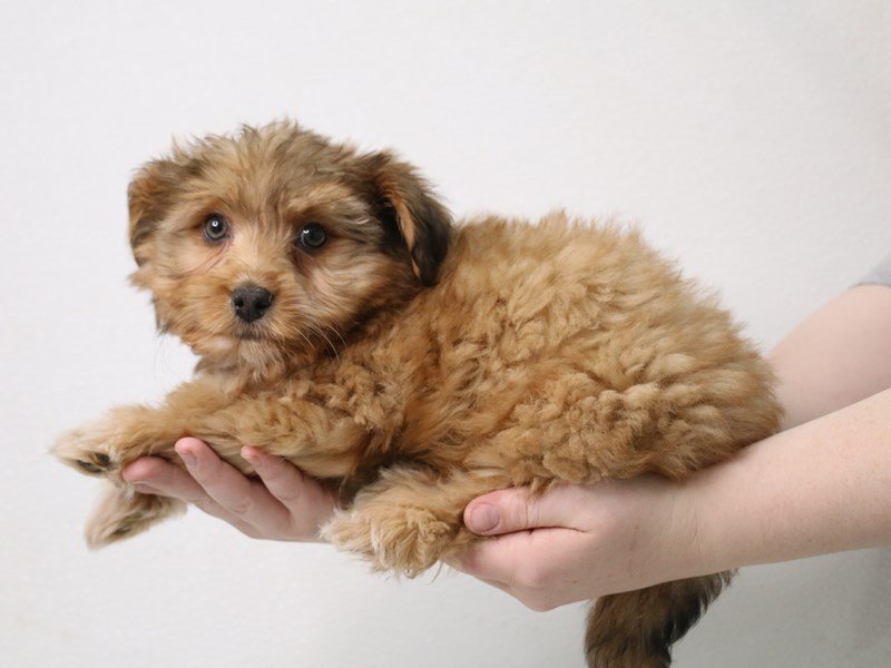Miniature Aussiedoodle-Female-Sable-3473892-My Next Puppy