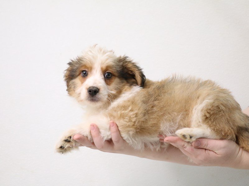 Miniature Aussiedoodle-DOG-Male-Sable-3473894-My Next Puppy