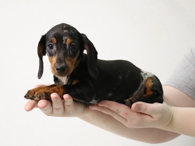 Miniature Dachshund-Female-Black / Tan-3473886-My Next Puppy